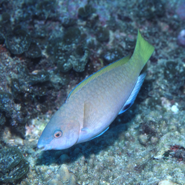 Scarus hypselopterus